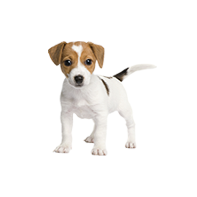 Criadores JACK-RUSSELL Madrid
